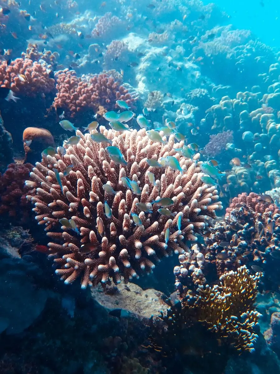 Formaciones de coral vibrantes en la Gran Barrera de Arrecife
