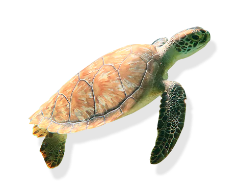 Tortuga marina en el Parque Nacional Arrecife de Puerto Morelos